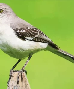 Adorable Mockingbird Diamond Painting