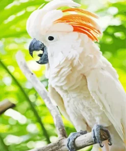 Adorable Salmon Crested Cockatoo Diamond Painting