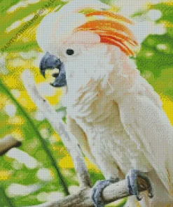 Adorable Salmon Crested Cockatoo Diamond Painting