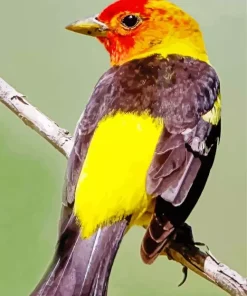 Adorable Western Tanager Diamond Painting