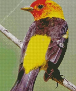 Adorable Western Tanager Diamond Painting