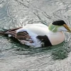 Adorbale Common Eider Bird Diamond Painting