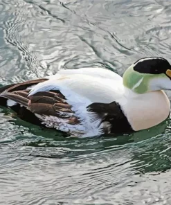 Adorbale Common Eider Bird Diamond Painting