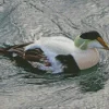 Adorbale Common Eider Bird Diamond Painting