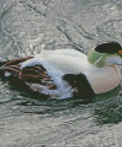 Adorbale Common Eider Bird Diamond Painting