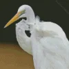 Aesthetic Great Egret Bird Diamond Painting