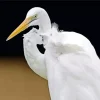 Aesthetic Great Egret Bird Diamond Painting