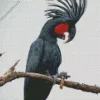 Black Cockatoo Diamond Painting