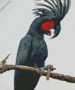 Black Cockatoo Diamond Painting