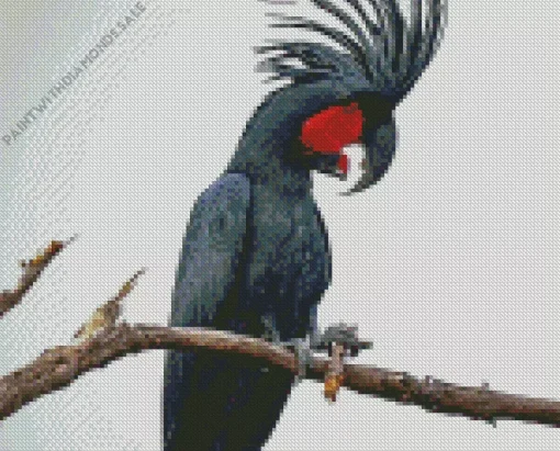 Black Cockatoo Diamond Painting