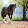 Black Shire Horse Diamond Painting