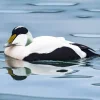 Black And White Common eider Diamond Painting