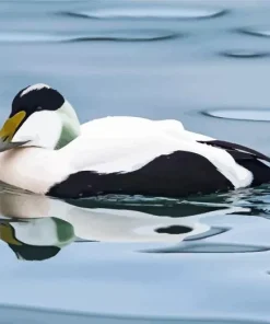 Black And White Common eider Diamond Painting