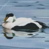 Black And White Common eider Diamond Painting