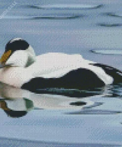 Black And White Common eider Diamond Painting