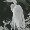 Black And White Great Egret Diamond Painting