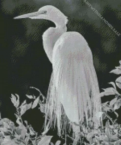 Black And White Great Egret Diamond Painting