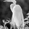 Black And White Great Egret Diamond Painting