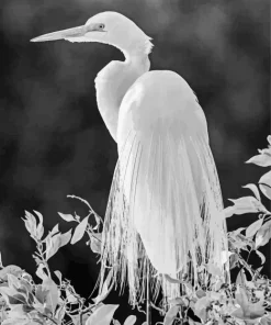 Black And White Great Egret Diamond Painting