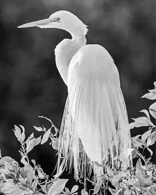 black and white Great Egret Diamond Paintings Black And White Great Egret Diamond Painting