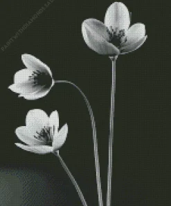 Black And White Flowers Diamond Painting