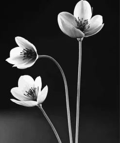 Black And White Flowers Diamond Painting