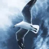 Black And White Seagull Diamond Painting