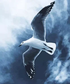 Black And White Seagull Diamond Painting