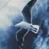 Black And White Seagull Diamond Painting