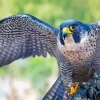 Blue Falcon Bird Diamond Painting