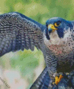 Blue Falcon Bird Diamond Painting