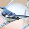 Blue Mockingbird Diamond Painting