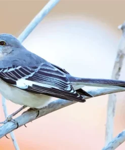 Blue Mockingbird Diamond Painting