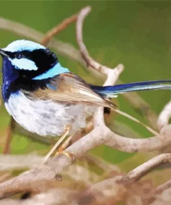 Blue Wren In Tree Branches Diamond Painting