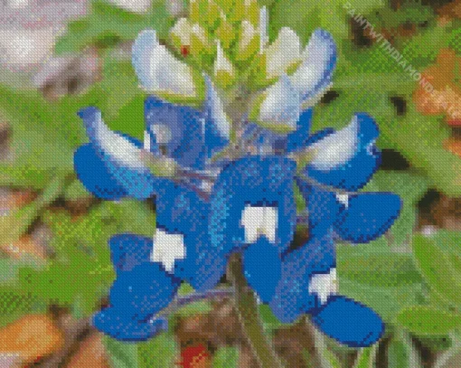 Blue And White Bluebonnet Diamond Painting