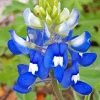 Blue And White Bluebonnet Diamond Painting