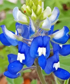 Blue And White Bluebonnet Diamond Painting