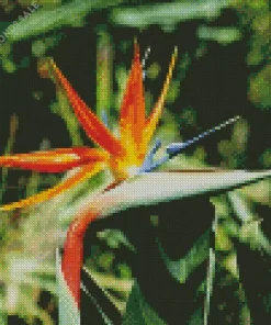 Botanical Bird Of Paradise Diamond Painting