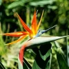 Botanical Bird Of Paradise Diamond Painting