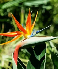 Botanical Bird Of Paradise Diamond Painting