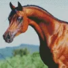 Brown Arabian Horse Diamond Painting