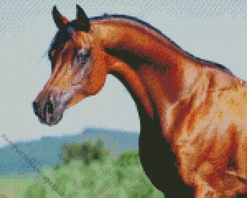 Brown Arabian Horse Diamond Painting