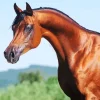 Brown Arabian Horse Diamond Painting