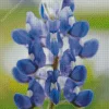 Close Up Bluebonnet Diamond Painting