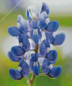 Close Up Bluebonnet Diamond Painting