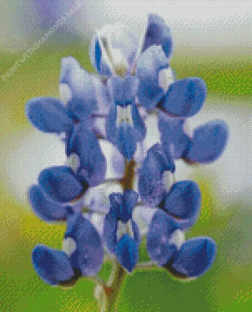 Close Up Bluebonnet Diamond Painting