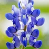 Close Up Bluebonnet Diamond Painting