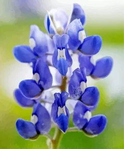 Close Up Bluebonnet Diamond Painting