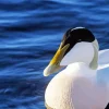 Close Up Common Eider Diamond Painting