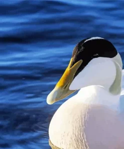 Close Up Common Eider Diamond Painting